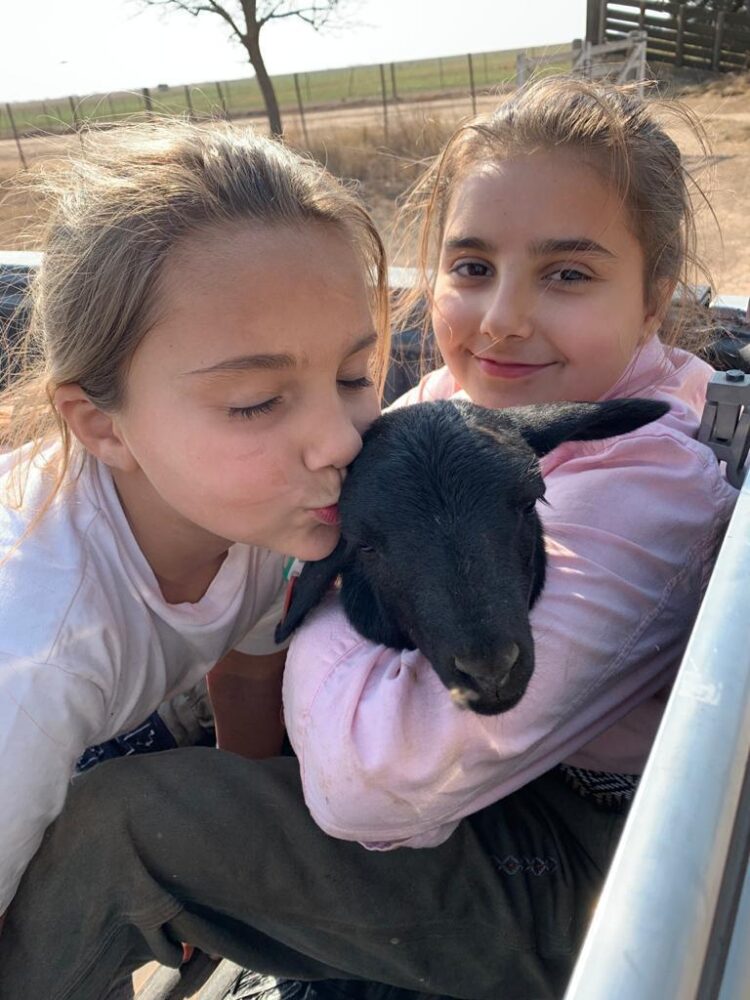 Franco Michelli y sus “cuatro reinas” producen corderos orgánicos bajo el sistema Voisin: “Hacer bien las cosas tiene sus beneficios”, afirma