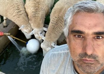 Franco Michelli y sus “cuatro reinas” producen corderos orgánicos bajo el sistema Voisin: “Hacer bien las cosas tiene sus beneficios”, afirma