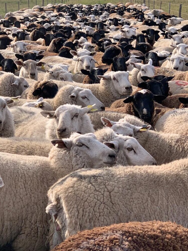 Franco Michelli y sus “cuatro reinas” producen corderos orgánicos bajo el sistema Voisin: “Hacer bien las cosas tiene sus beneficios”, afirma