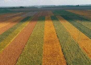 La historia detrás de la foto: ¿Cómo se ve desde el cielo un campo de experimentación de semillas?