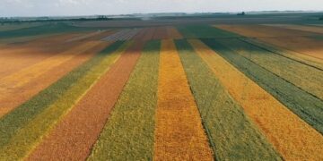 La historia detrás de la foto: ¿Cómo se ve desde el cielo un campo de experimentación de semillas?