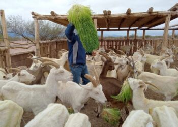 En una zona desértica de San Juan levantaron un invernadero hidropónico para producir forrajes que alimenten las cabras de pequeños productores