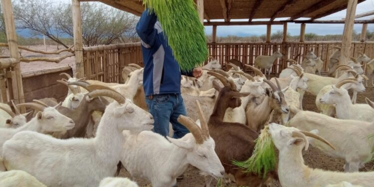 En una zona desértica de San Juan levantaron un invernadero hidropónico para producir forrajes que alimenten las cabras de pequeños productores