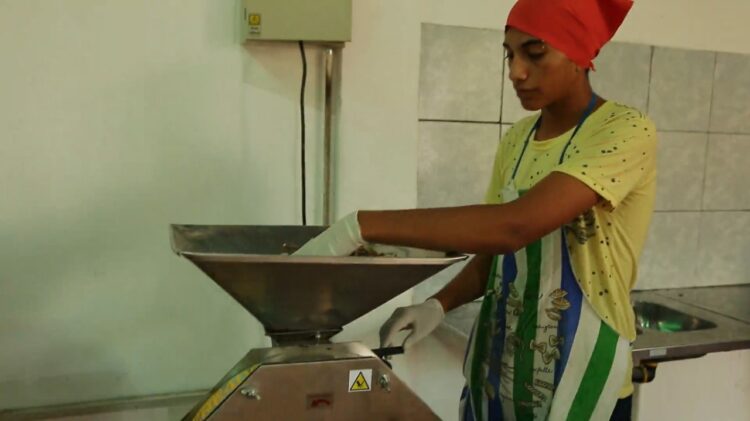 Sabiduría ancestral: En San Juan la cooperativa Polok Nenu utiliza la algarroba como materia prima para elaborar alfajores