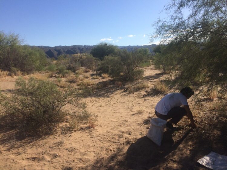 Sabiduría ancestral: En San Juan la cooperativa Polok Nenu utiliza la algarroba como materia prima para elaborar alfajores