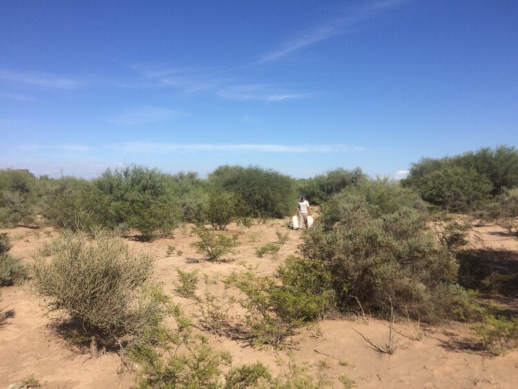 Sabiduría ancestral: En San Juan la cooperativa Polok Nenu utiliza la algarroba como materia prima para elaborar alfajores