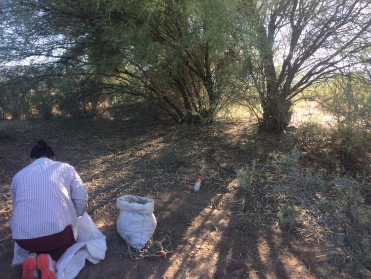 Sabiduría ancestral: En San Juan la cooperativa Polok Nenu utiliza la algarroba como materia prima para elaborar alfajores