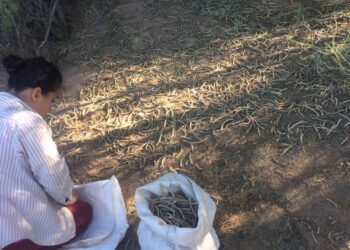 Sabiduría ancestral: En San Juan la cooperativa Polok Nenu utiliza la algarroba como materia prima para elaborar alfajores