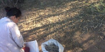 Sabiduría ancestral: En San Juan la cooperativa Polok Nenu utiliza la algarroba como materia prima para elaborar alfajores