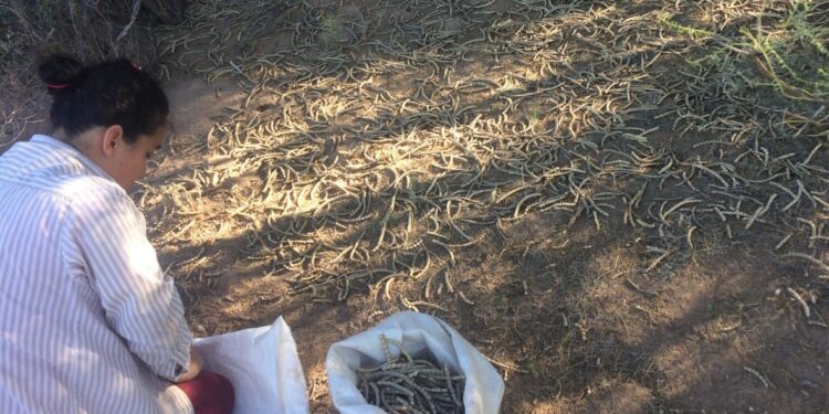 Sabiduría ancestral: En San Juan la cooperativa Polok Nenu utiliza la algarroba como materia prima para elaborar alfajores