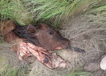 El tío de una intendenta, sospechoso de estar detrás de un caso de abigeato en Chaco, donde carnearon seis terneros y hasta se hicieron un asado