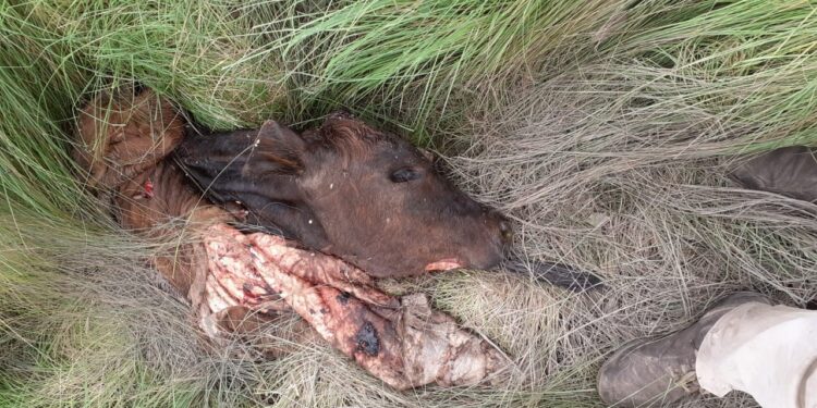 El tío de una intendenta, sospechoso de estar detrás de un caso de abigeato en Chaco, donde carnearon seis terneros y hasta se hicieron un asado