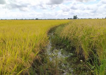 Jorge Paoloni relató por qué San Salvador es la ciudad con mayor proporción de molinos arroceros por habitante de todo el mundo