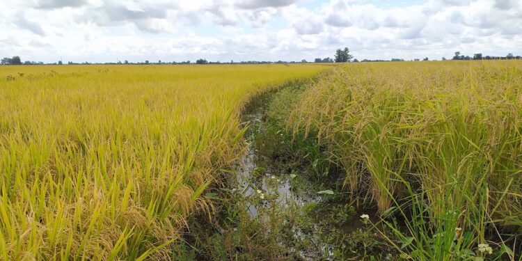 Jorge Paoloni relató por qué San Salvador es la ciudad con mayor proporción de molinos arroceros por habitante de todo el mundo