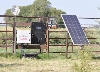 Agua que has de beber, vaca que has de pesar: ¿Cómo funciona la balanza inteligente para ganado que se prepara en el INTA?