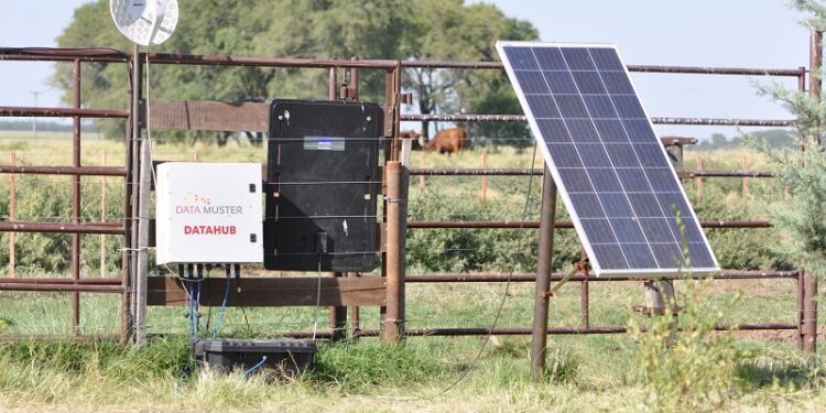 Agua que has de beber, vaca que has de pesar: ¿Cómo funciona la balanza inteligente para ganado que se prepara en el INTA?