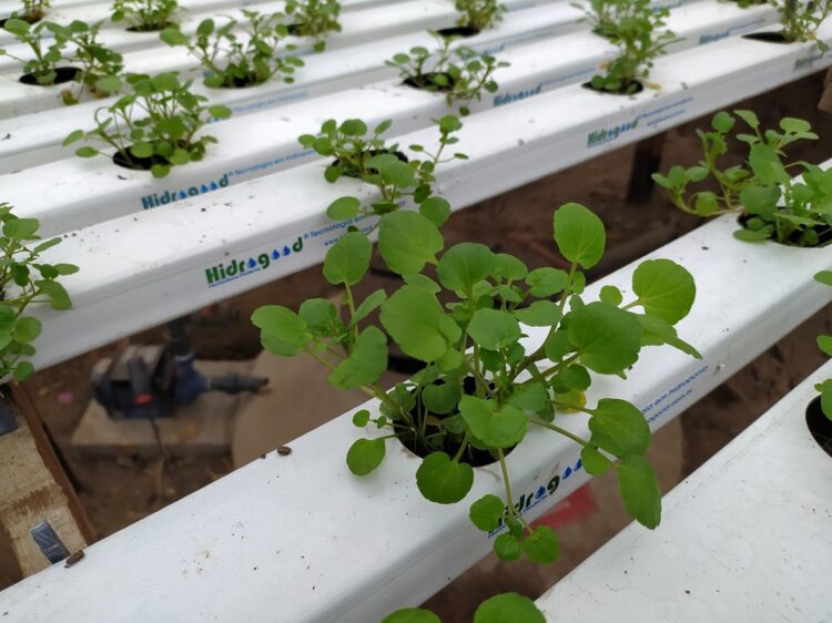 Wilmer Díaz produce con hidroponia 5 veces más que en un planteo convencional y ahorrando 90% de agua: “En Youtube parece fácil, pero esto es 100% trabajo”