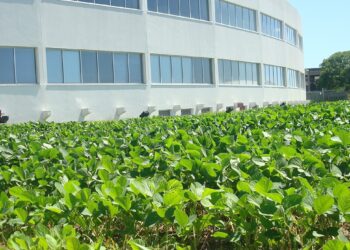 AgroEmpresas: Bioceres busca emitir bonos sustentables por 150 millones de dólares