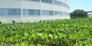 AgroEmpresas: Bioceres busca emitir bonos sustentables por 150 millones de dólares