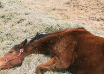 La Peña del Colorado: Entre personajes mágicos y leyendas rurales aparecen los “componedores de caballos”