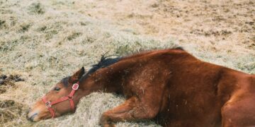 La Peña del Colorado: Entre personajes mágicos y leyendas rurales aparecen los “componedores de caballos”