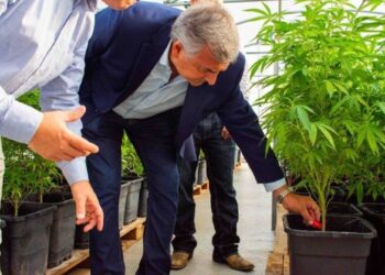 Gerardo Morales se bajó del viaje: Ahora habla de “complementar” la producción de tabaco con cannabis, y no de reemplazarla