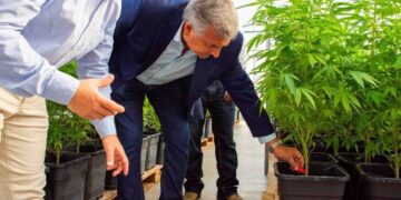 Gerardo Morales se bajó del viaje: Ahora habla de “complementar” la producción de tabaco con cannabis, y no de reemplazarla