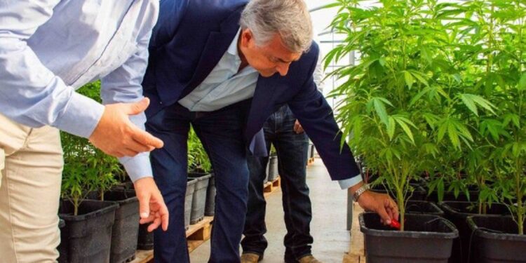 Gerardo Morales se bajó del viaje: Ahora habla de “complementar” la producción de tabaco con cannabis, y no de reemplazarla