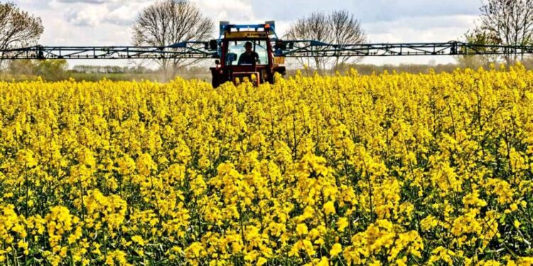La cooperativa de Aranguren optó por la colza y generó una oportunidad: Ahora exporta ese cultivo a Uruguay y Paraguay