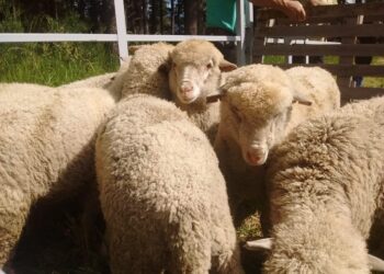 Los Sáenz Valiente, tradicionales consignatarios de hacienda vacuna, ahora se propusieron llevar la carne ovina a la mesa de los argentinos