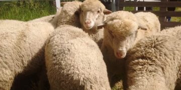 Los Sáenz Valiente, tradicionales consignatarios de hacienda vacuna, ahora se propusieron llevar la carne ovina a la mesa de los argentinos