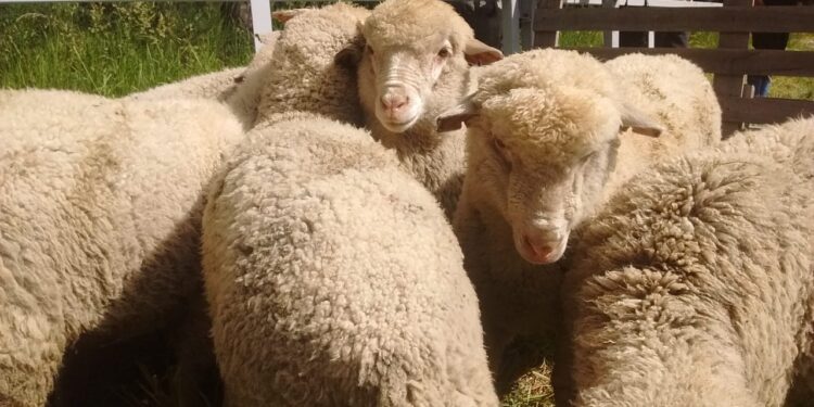 Los Sáenz Valiente, tradicionales consignatarios de hacienda vacuna, ahora se propusieron llevar la carne ovina a la mesa de los argentinos