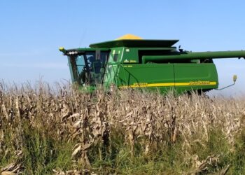 Aparecieron más hectáreas de maíz, hay récord de siembra, y por segundo año consecutivo ese grano forrajero destronará a la reina soja