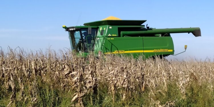 Aparecieron más hectáreas de maíz, hay récord de siembra, y por segundo año consecutivo ese grano forrajero destronará a la reina soja