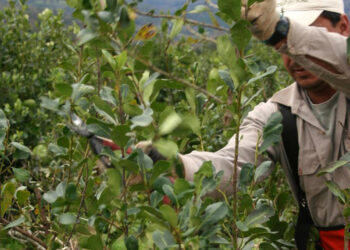 Argentina Vagancia: Productores de yerba mate deben competir con planes sociales y ladrones que operan con impunidad