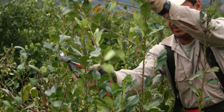 Argentina Vagancia: Productores de yerba mate deben competir con planes sociales y ladrones que operan con impunidad