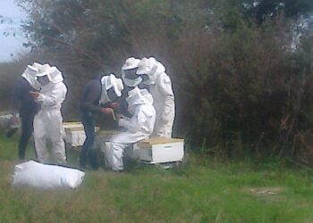 La Escuela Agrotécnica de Gobernador Maciá pudo agrandar el patio: Recibió 118 hectáreas que serán utilizadas para producir con los alumnos