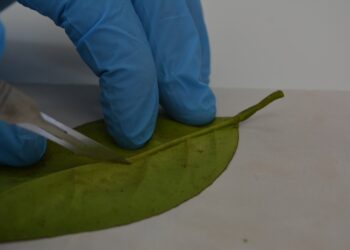 Especialistas del INTA aplican biotecnología para detectar HLB de manera temprana en cítricos