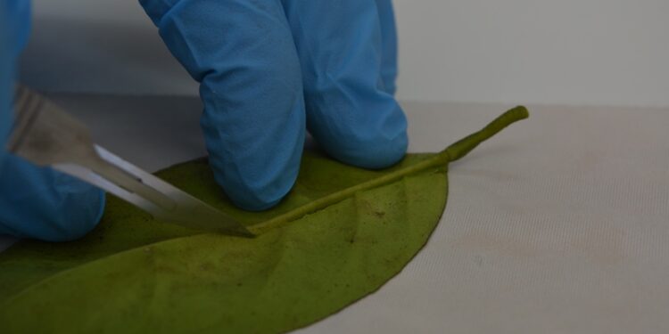 Especialistas del INTA aplican biotecnología para detectar HLB de manera temprana en cítricos