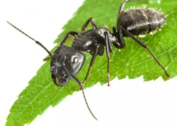 Peligro hormigas: “Se debe regular su población, ya que una colonia puede estar formada por millones de ejemplares”, advierte el INTA