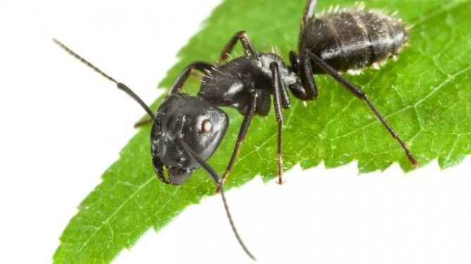 Peligro hormigas: “Se debe regular su población, ya que una colonia puede estar formada por millones de ejemplares”, advierte el INTA