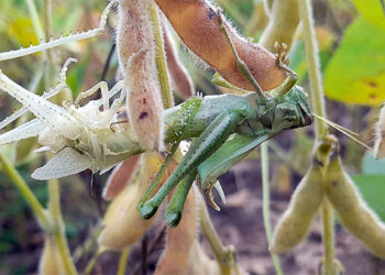 Alerta porque se detectaron langostas en lotes de soja y algodón del Chaco