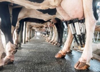 Renatre e INTA inician este viernes un ciclo de capacitación para evitar accidentes y mejorar las prácticas en los tambos