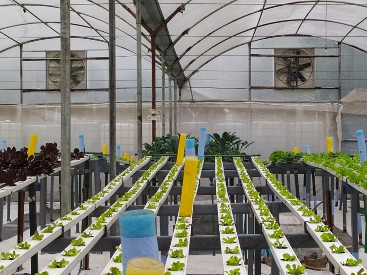 Carlos y Gabriela comenzaron a hacer hidroponia casi de casualidad y ahora son expertos: “Acá las plantas están en un spa, no se estresan y crecen 40% más rápido que en tierra”