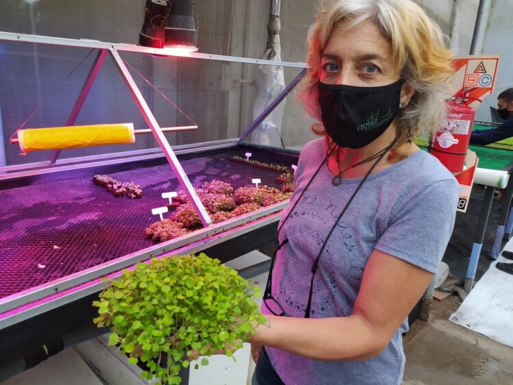 Carlos y Gabriela comenzaron a hacer hidroponia casi de casualidad y ahora son expertos: “Acá las plantas están en un spa, no se estresan y crecen 40% más rápido que en tierra”