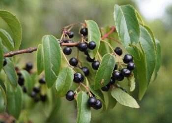 ¿Qué es el maqui? Un fruto silvestre originario de la Patagonia que el INTA busca domesticar para convertir en un cultivo comercial