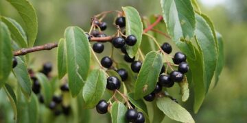 ¿Qué es el maqui? Un fruto silvestre originario de la Patagonia que el INTA busca domesticar para convertir en un cultivo comercial