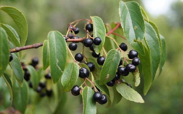 ¿Qué es el maqui? Un fruto silvestre originario de la Patagonia que el INTA busca domesticar para convertir en un cultivo comercial