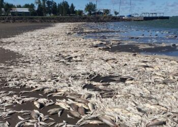 Mortandad de peces en Junín: Miles de pejerreyes y carpas aparecieron en las orillas de la Laguna de Gómez
