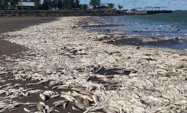 Mortandad de peces en Junín: Miles de pejerreyes y carpas aparecieron en las orillas de la Laguna de Gómez